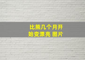 比熊几个月开始变漂亮 图片